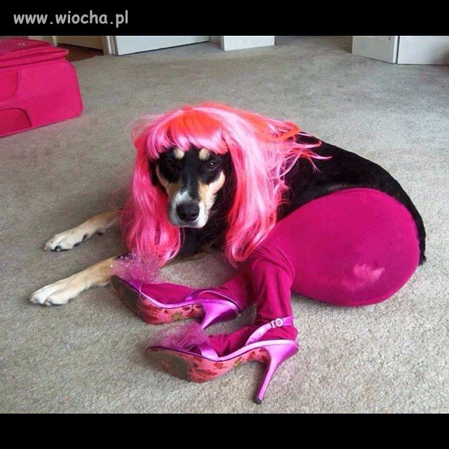 Transdog