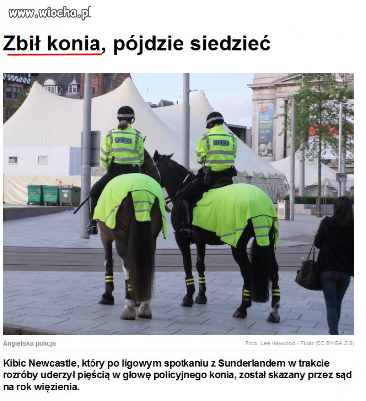 Nie bij konia w lesie