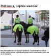 Nie bij konia w lesie