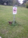 Chihuahua twardziel !