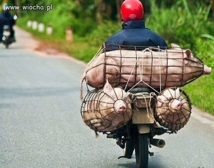 4 świnie na jednym motocyklu.