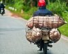 4 świnie na jednym motocyklu.