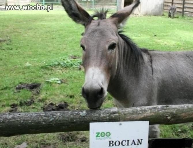 Nie odleciał na zimę