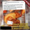 Małe pyszne prosiaczki