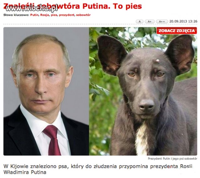 Biedny pies...