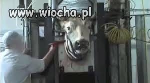 Wiocha dla polskich muzułmanów!