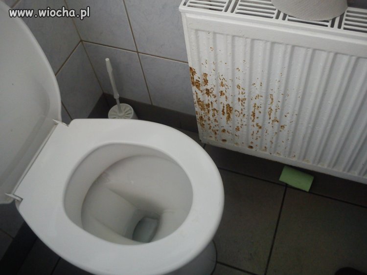 Musiał być mokry bąk 