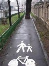 Czy to drzewo wyrosło w jedną noc