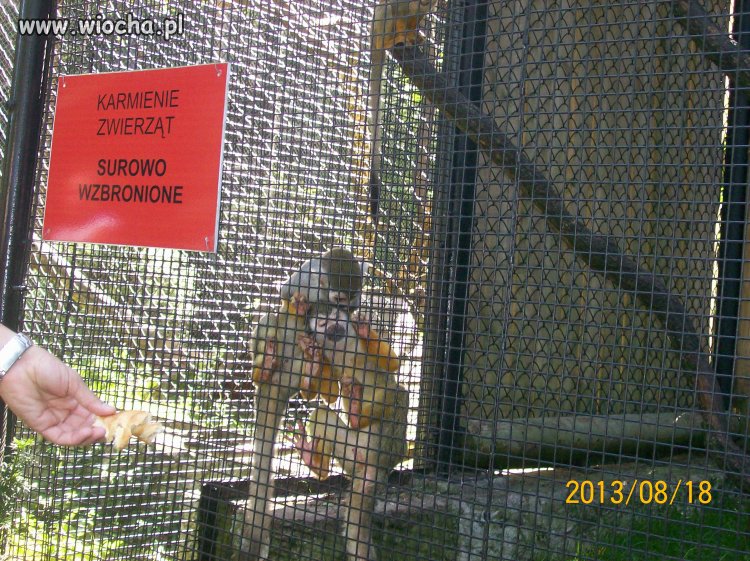 Zoo krakow