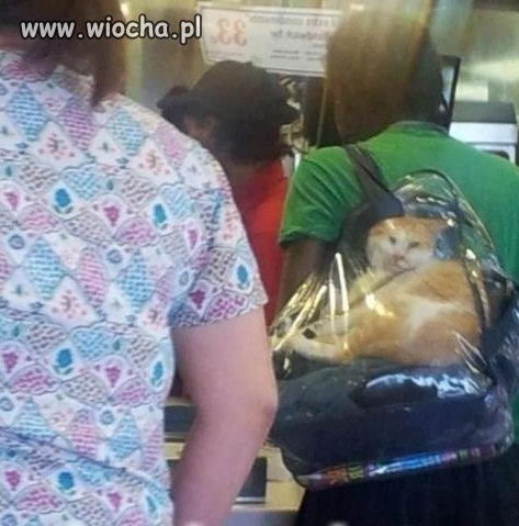 Plecak na kota?
