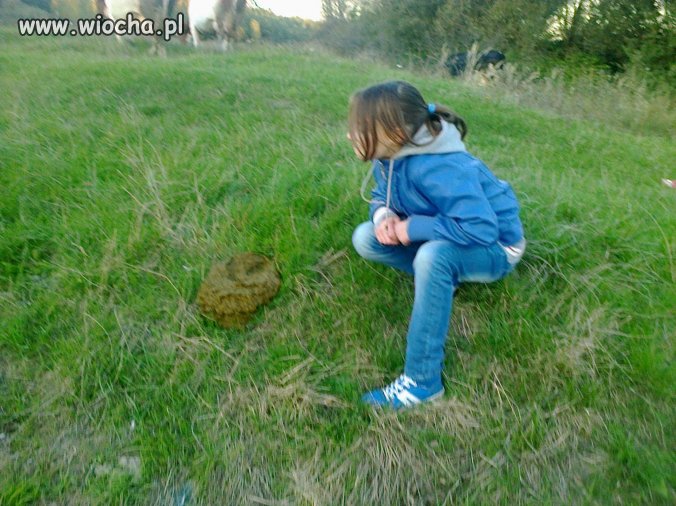 Takie tam z kupą i krowami ...