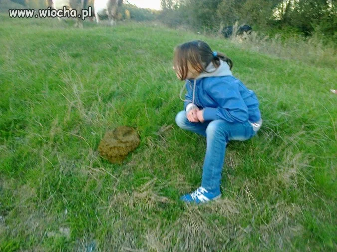 Takie tam z kupą i krowami ...