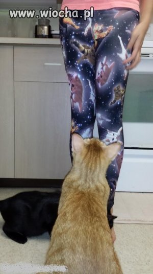 Twój kotek cię za to pokocha.