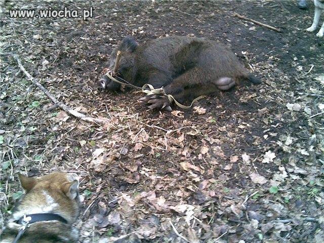 Tak szkolą swoje psy myśliwi!