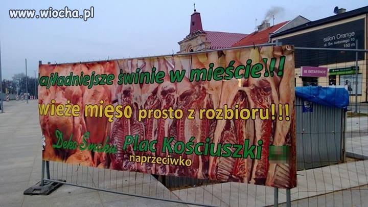 Najładniejsze świnie w mieście 