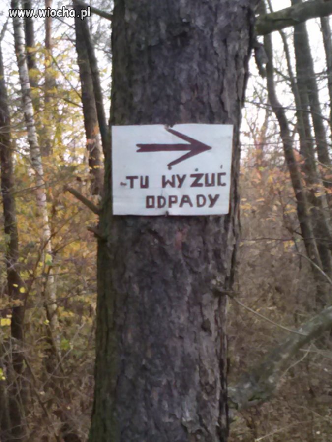 W lesie też żyją analfabeci