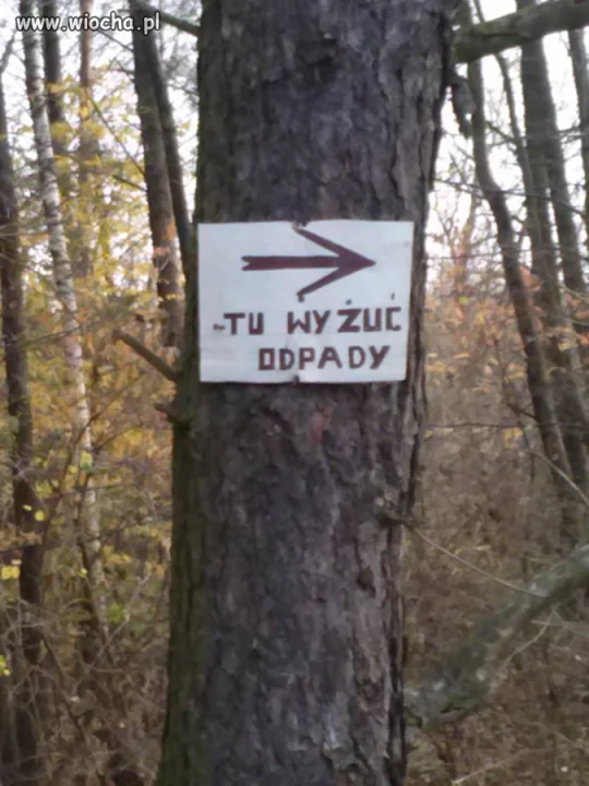 W lesie też żyją analfabeci