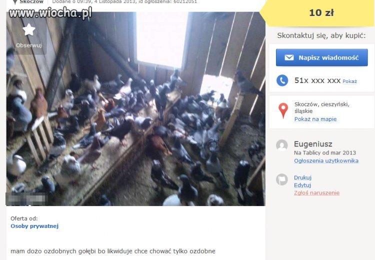 Gieniu sprzedaje gołębie ozdobne