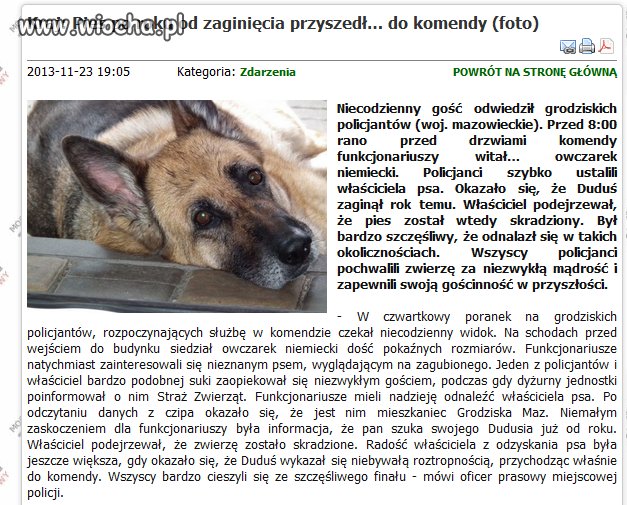 Najmądrzejszy pies świata,prawdziwy przyjaciel.