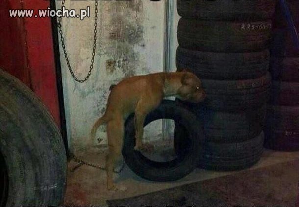 Desperacja?