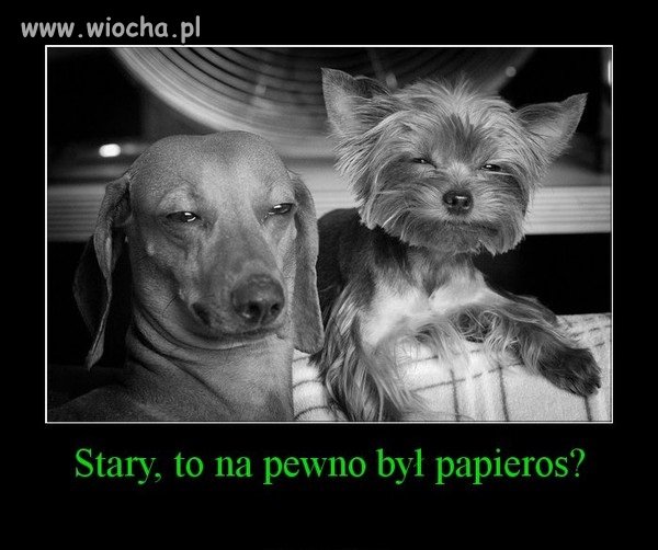 Pieskie życie