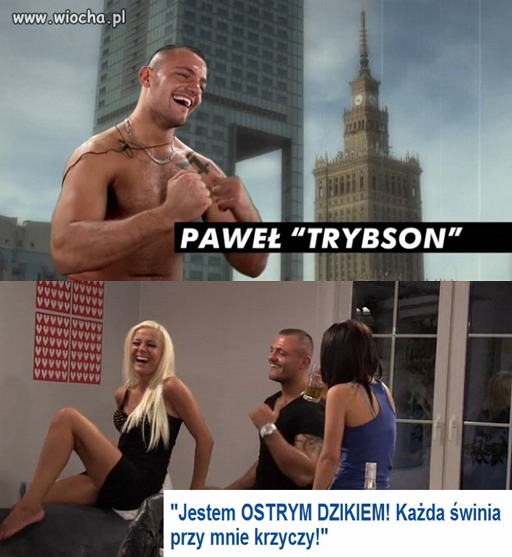 "Trybson i świnie"