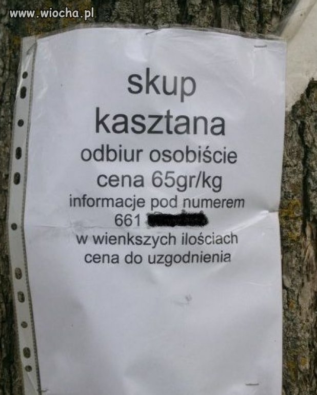 Skup kasztana...