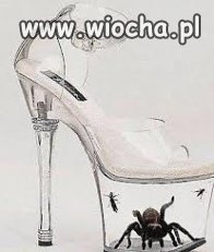Moda czy pająk