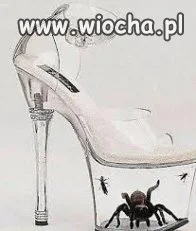 Moda czy pająk