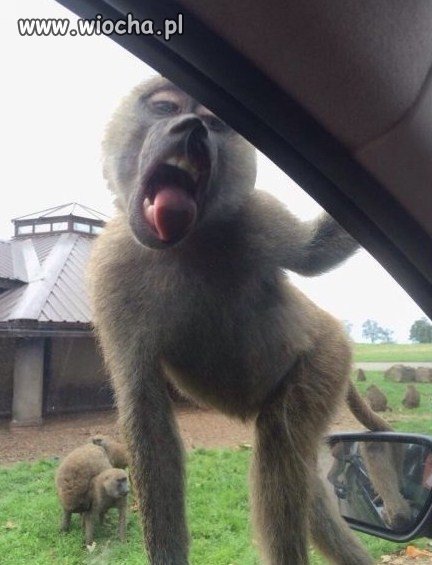 Nawet zwierzaki nabijają się z Miley Cyrus