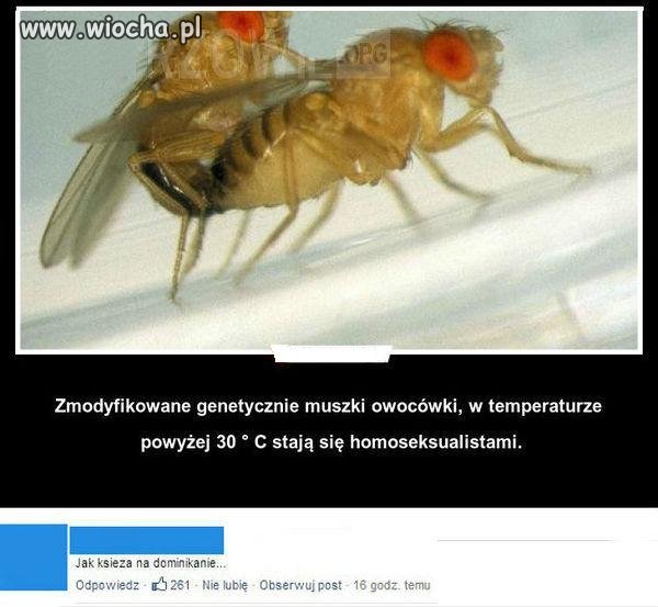 Modyfikacje genetyczne 