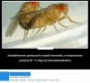 Modyfikacje genetyczne 