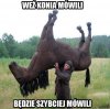 Weź konia