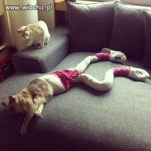 Nowa moda