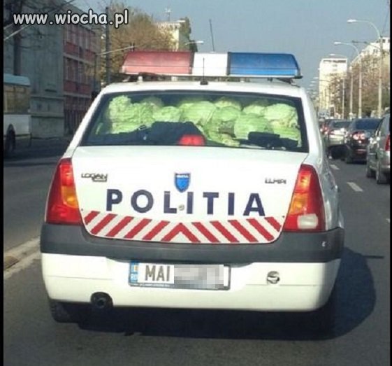 Kapuściane głowy.
