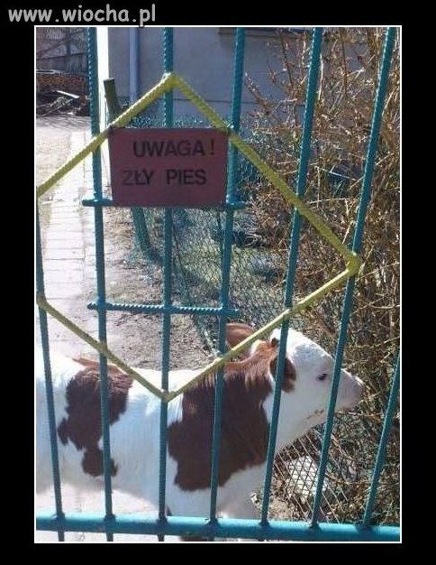 Uwaga zły pies