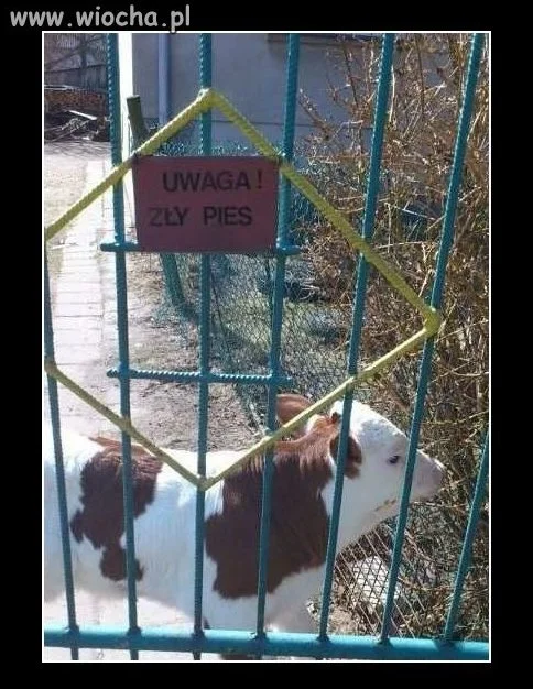 Uwaga zły pies