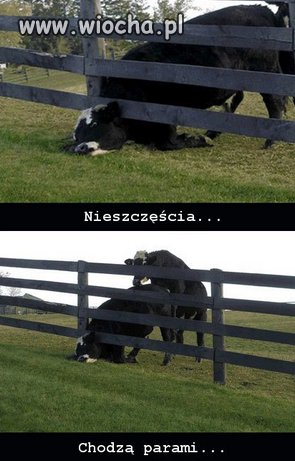 Nieszczęścia...