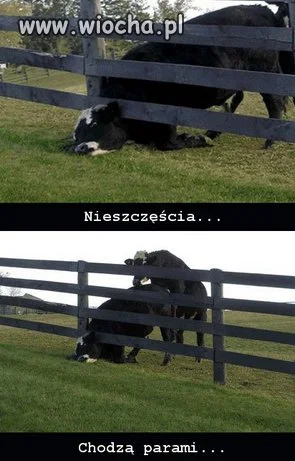 Nieszczęścia...