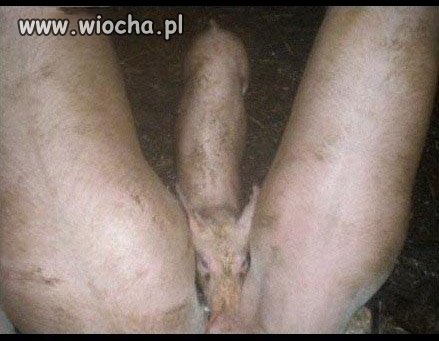Świnki małe trzy