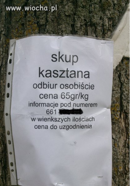 Jesienny skup kasztana,