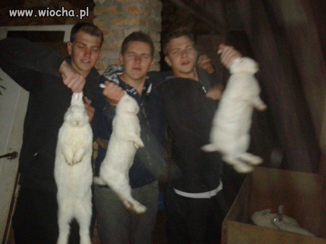 Wiocha !