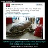 Ta wrzuta jest bez żadnych podtekstów...