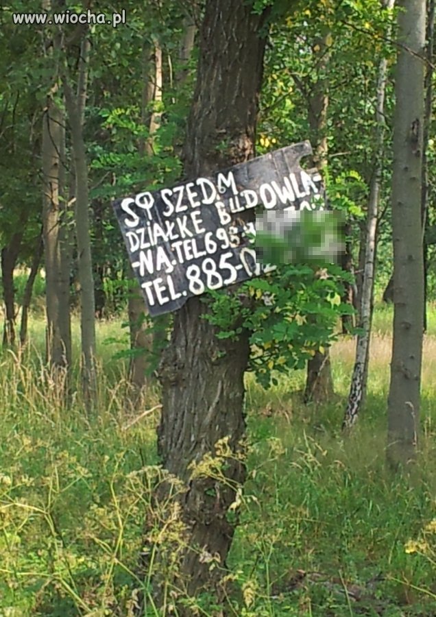 Reklama na drzewie