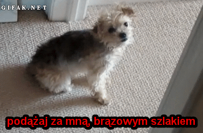 Podążaj za mną