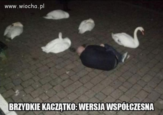 Jeszcze będze z niego łabędź