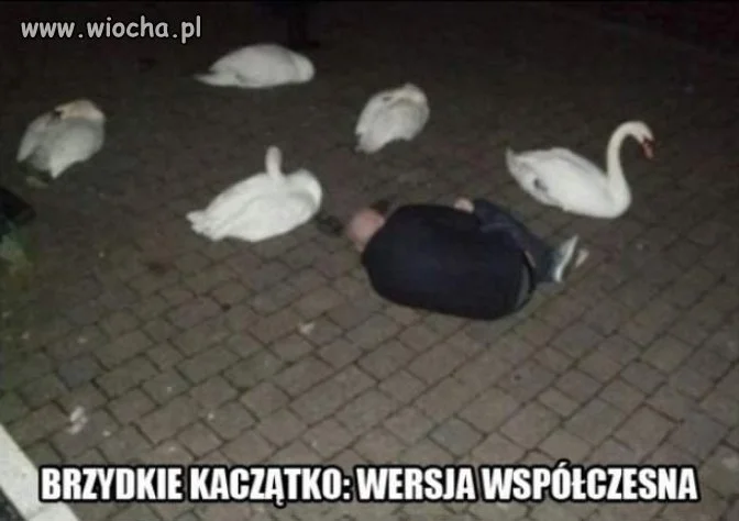 Jeszcze będze z niego łabędź