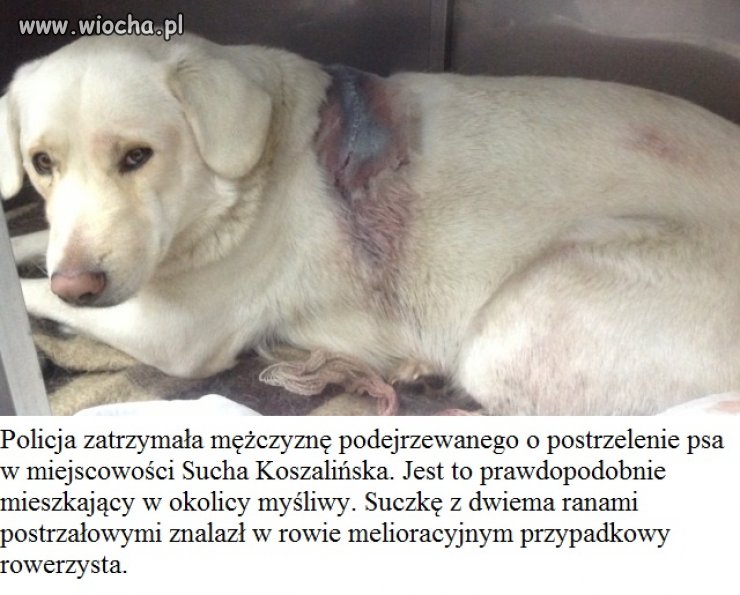 Rany postrzałowe i strzaskane kości