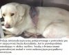 Rany postrzałowe i strzaskane kości