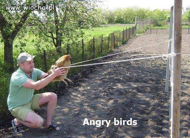 Angry birds